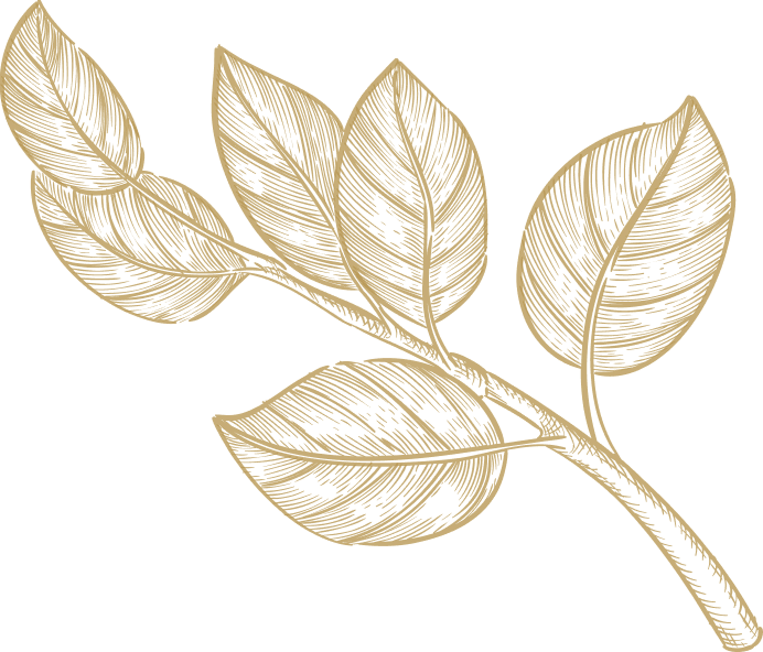 Illustration Leafs