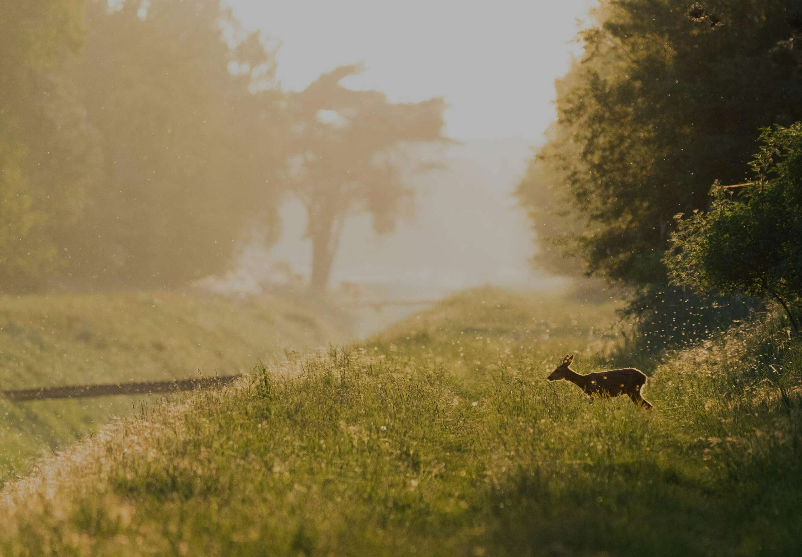 Vildmarken Hero image min