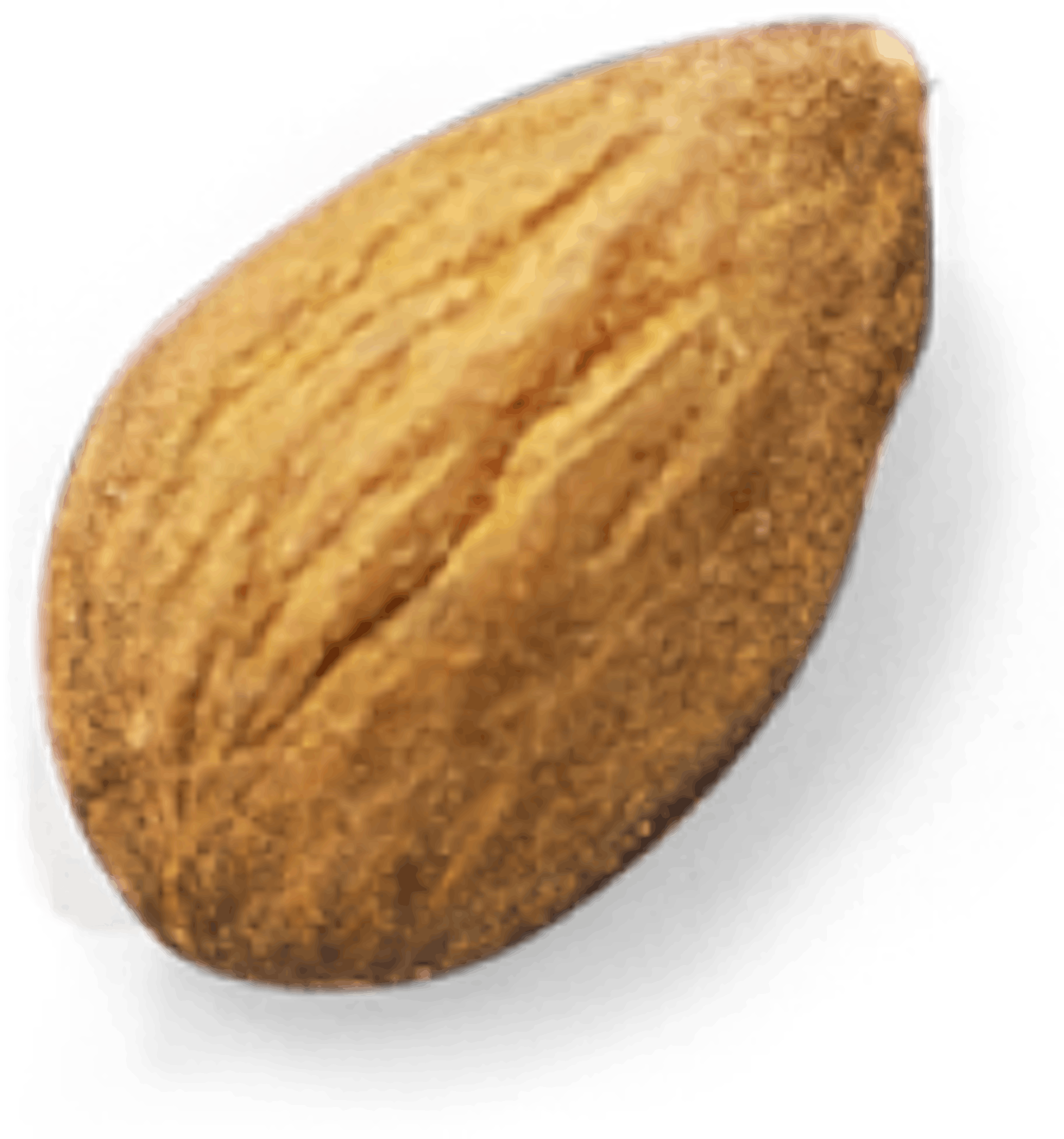 Small almond 01 1